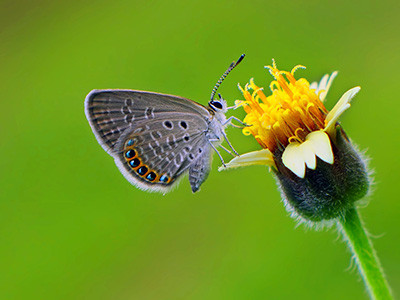 Makro Lensler ve Makro Fotoğraf