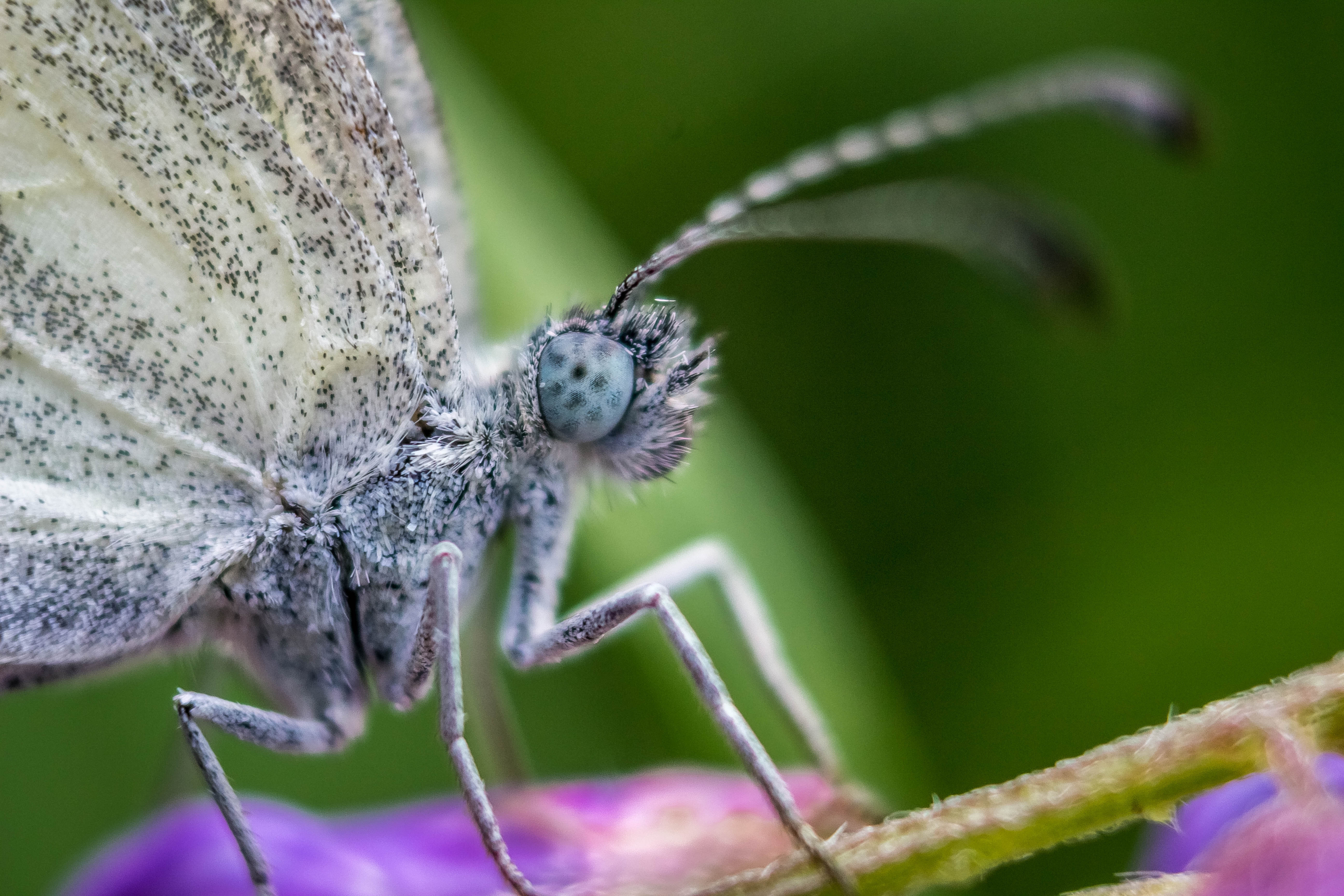 Makro Fotoğrafçılık Kimler İçin Uygundur? Sabit Odaklı Makro Lens Nedir?